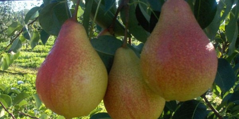 Prednosti i štete kruške za zdravlje muškaraca i žena